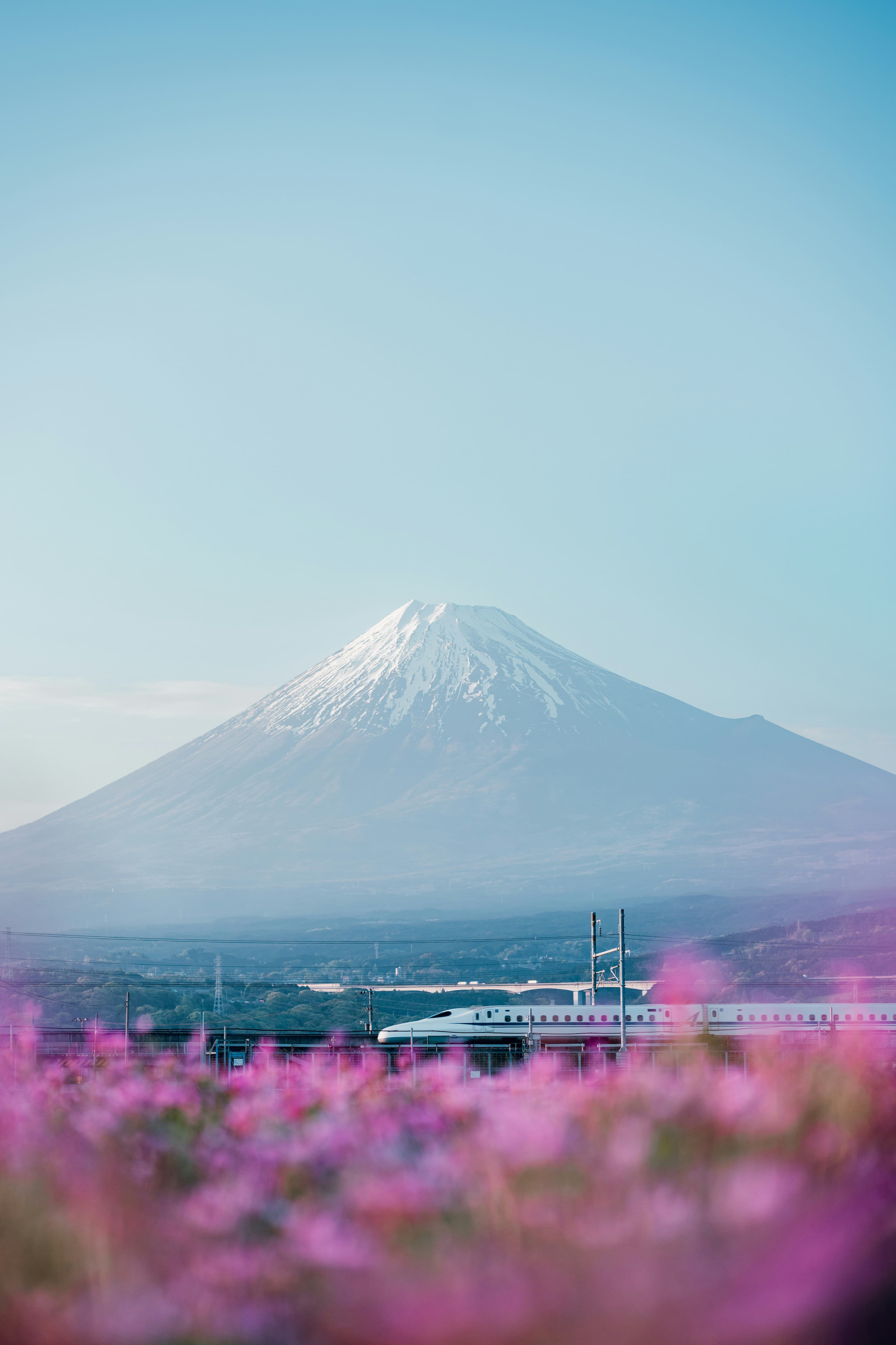 Shinkansen avanzando con el monte Fuji al fondo y flores en primer plano