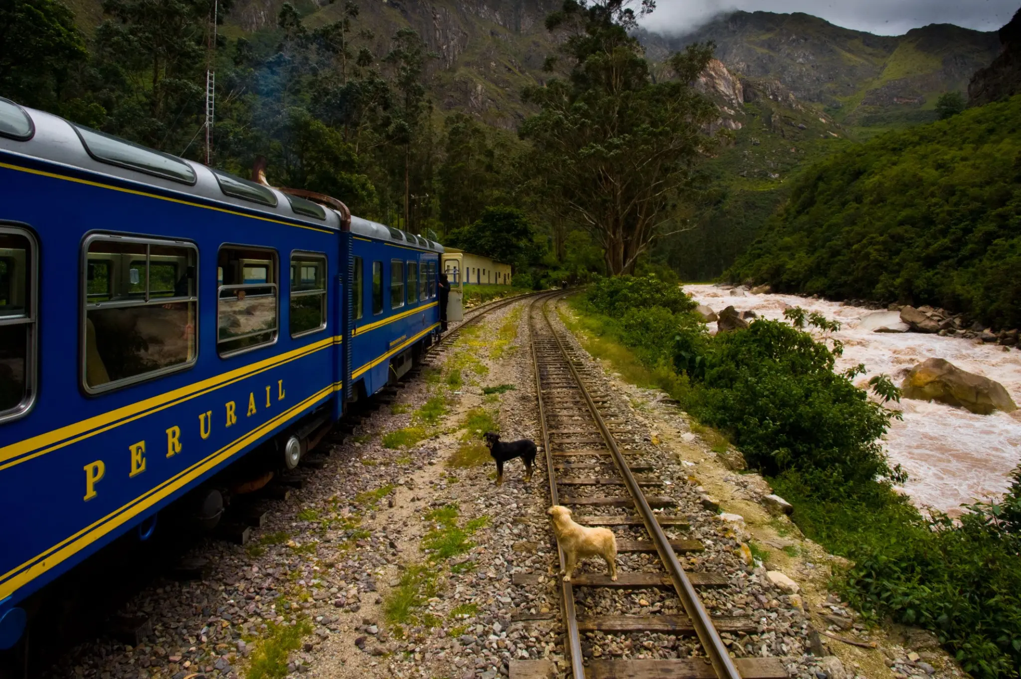 Tren PeruRail junto al río entre montañas y vegetación